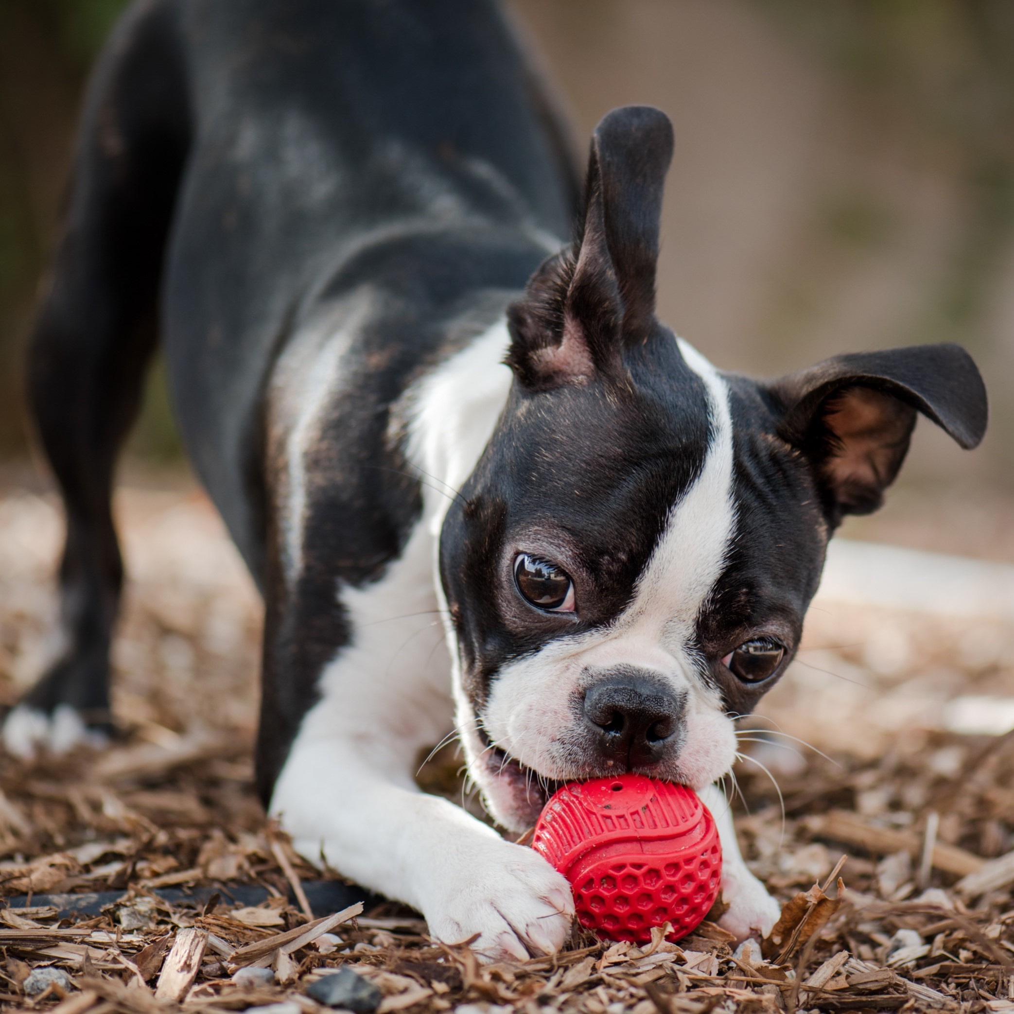 Eco-Friendly Chew Toys