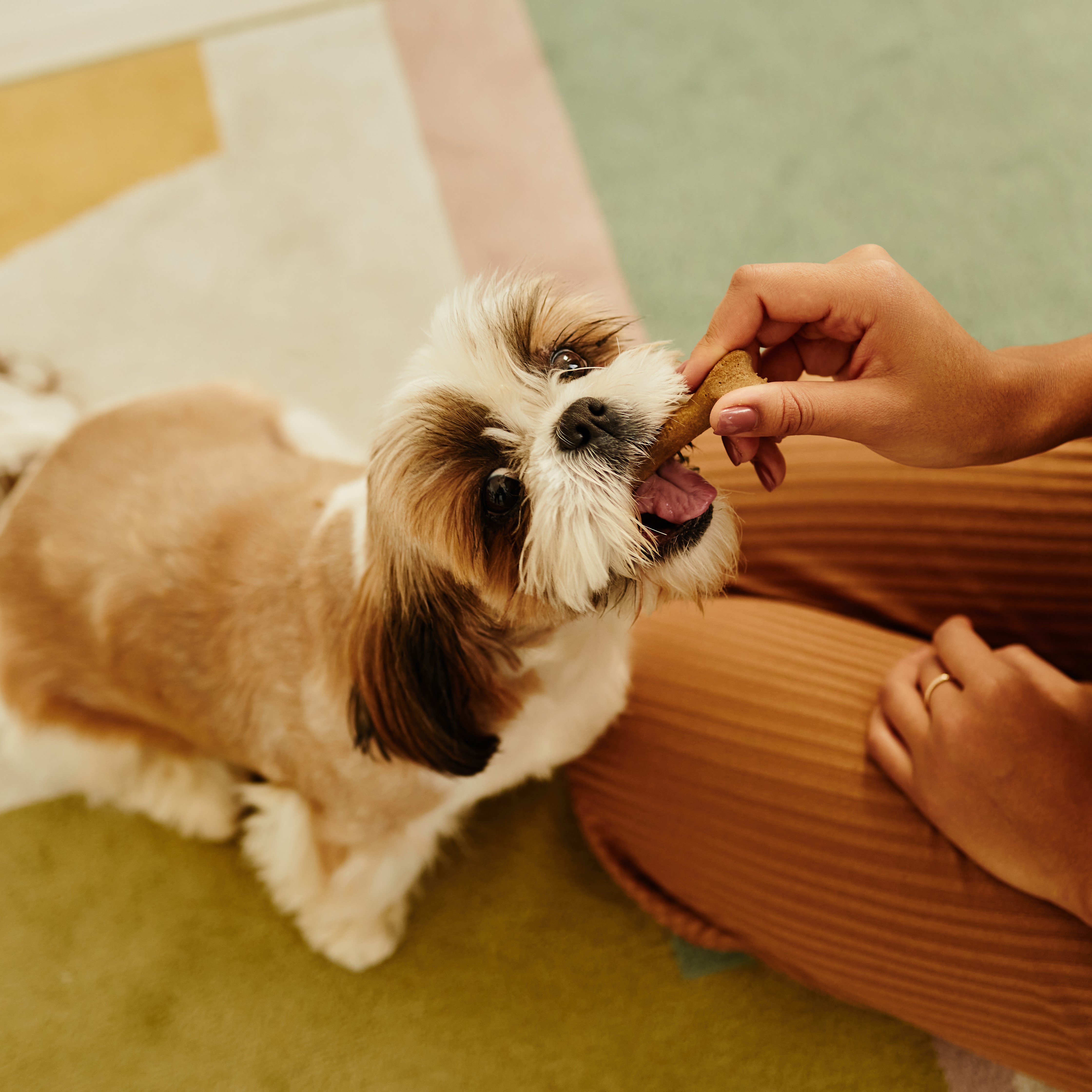 CBD Pet Treats