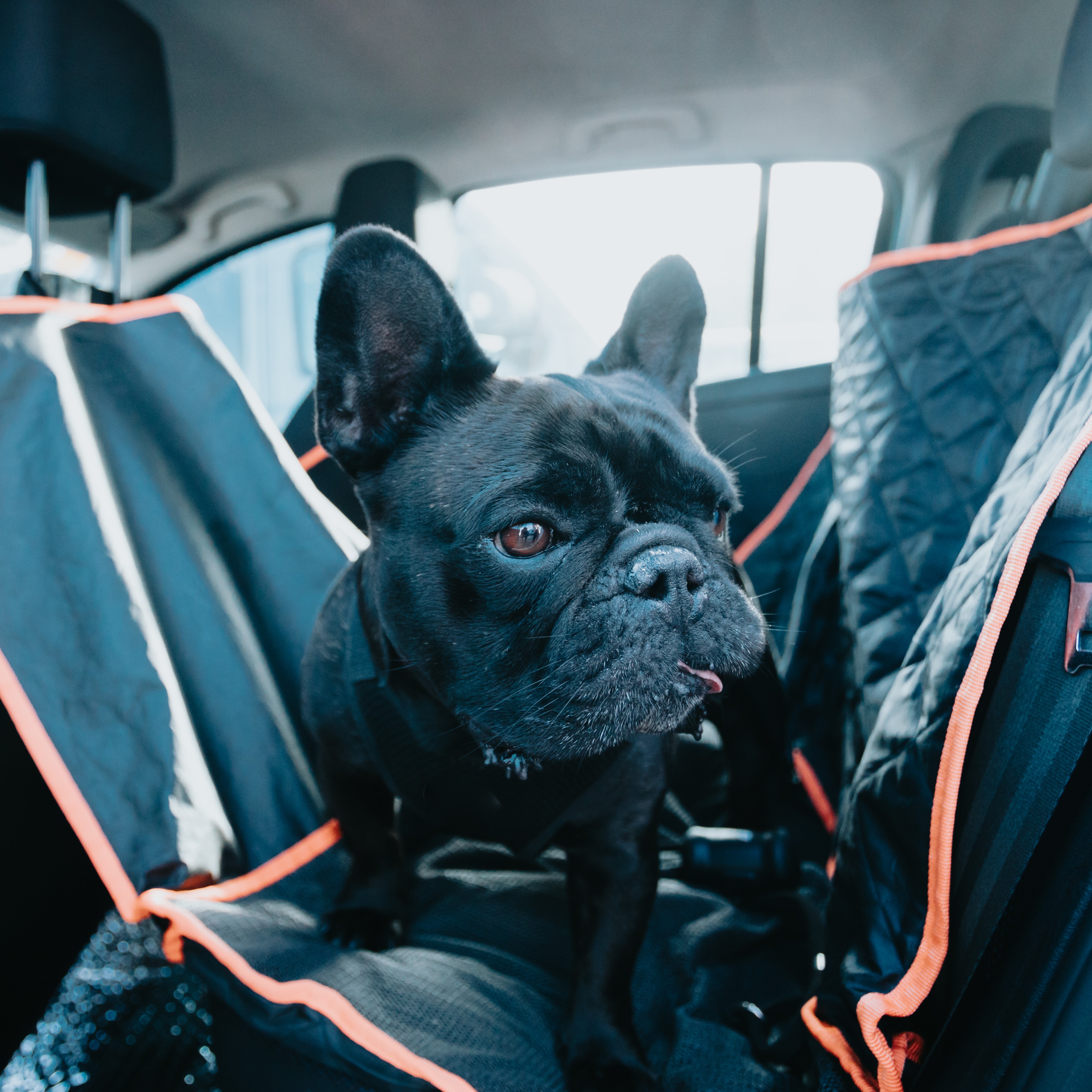 Pet Car Seat Covers